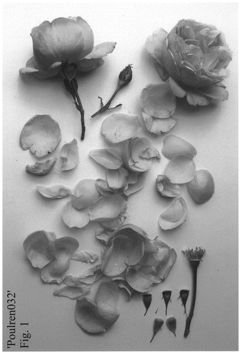 Figure 1 of US plant patent PP32430, the photograph of Poulren032 printed in the patent.