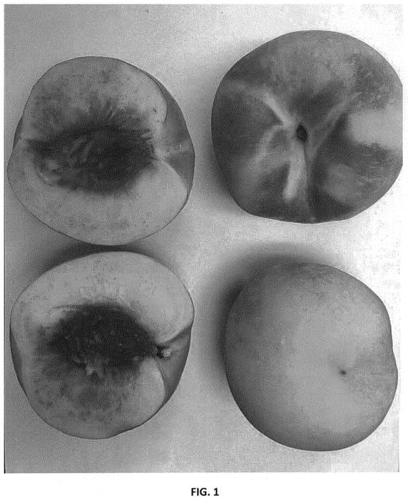 Figure 1 of US plant patent PP32431, the photograph of Wapeachone printed in the patent.
