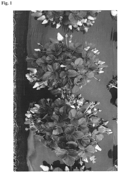 Figure 1 of US plant patent PP32432, the photograph of NCS 10-156 printed in the patent.