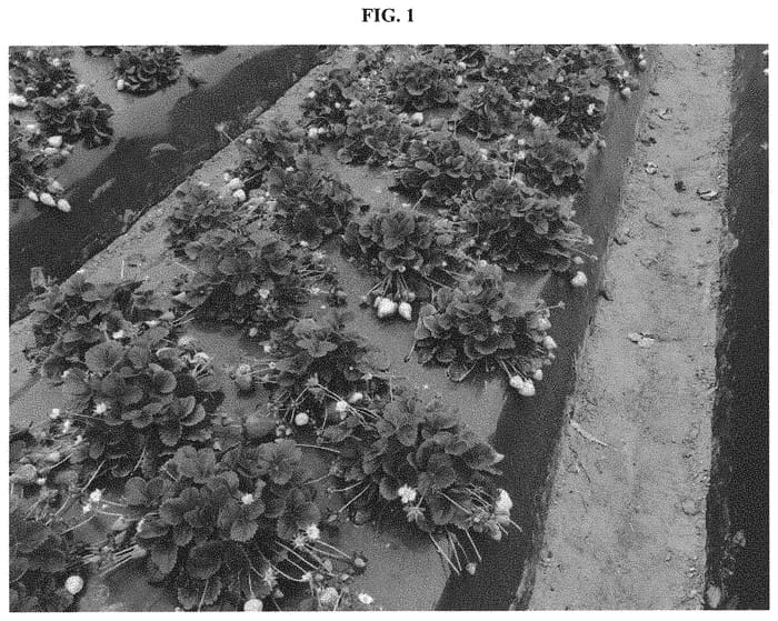Figure 1 of US plant patent PP32433, the photograph of BG-11.3205 printed in the patent.