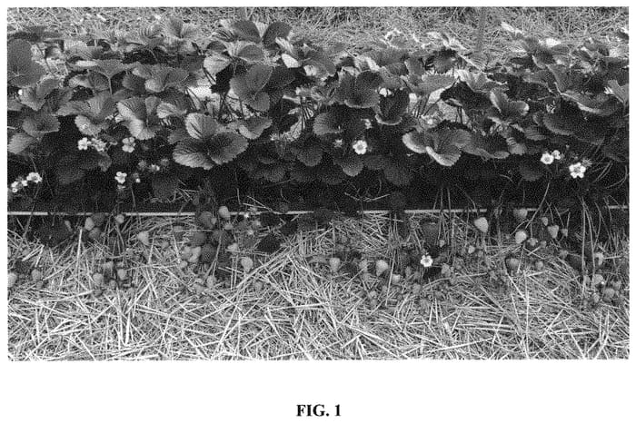 Figure 1 of US plant patent PP32434, the photograph of JFK44 printed in the patent.