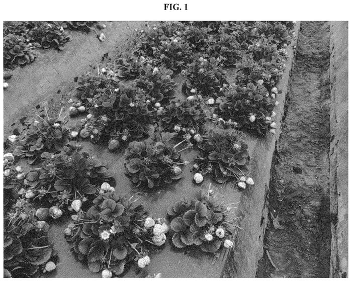 Figure 1 of US plant patent PP32435, the photograph of BG-10.3169 printed in the patent.