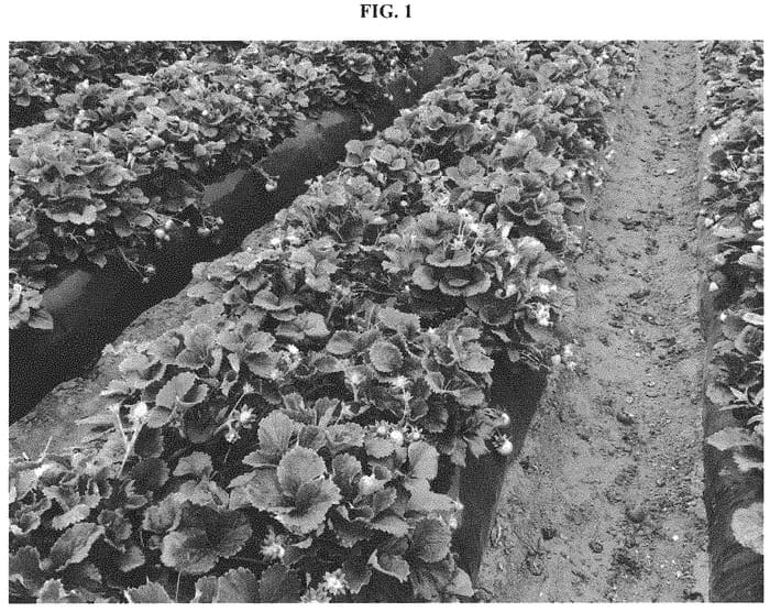 Figure 1 of US plant patent PP32436, the photograph of PS-10.1160 printed in the patent.