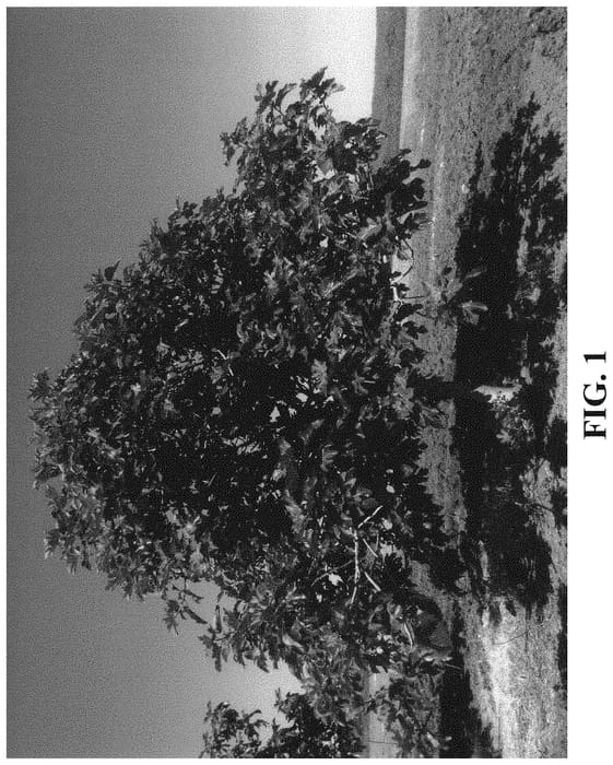Figure 1 of US plant patent PP32437, the photograph of 4-19 printed in the patent.