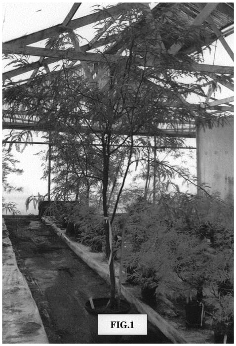 Figure 1 of US plant patent PP32438, the photograph of Sonoran printed in the patent.