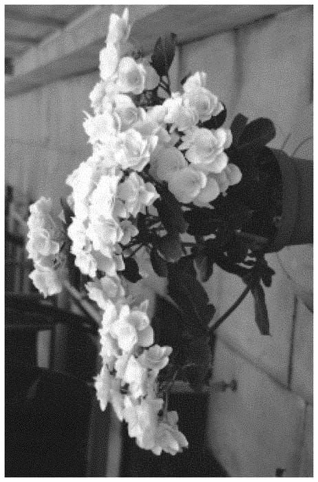 Figure 1 of US plant patent PP32439, the photograph of H218919 printed in the patent.