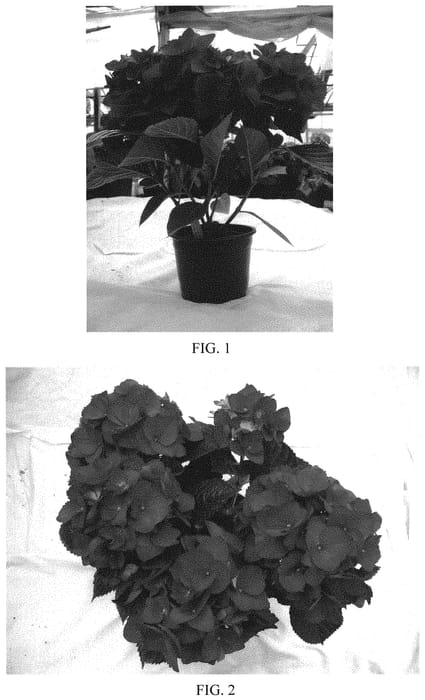 Figure 1 of US plant patent PP32440, the photograph of BCHY-15.008 printed in the patent.
