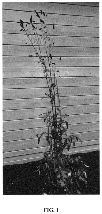 Figure 1 of US plant patent PP32441, the photograph of Red Dream printed in the patent.