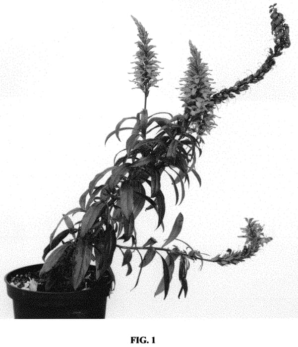 Figure 1 of US plant patent PP32442, the photograph of ISOB007 printed in the patent.