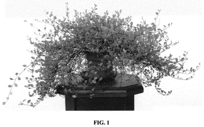 Figure 1 of US plant patent PP32443, the photograph of Golden Girl printed in the patent.