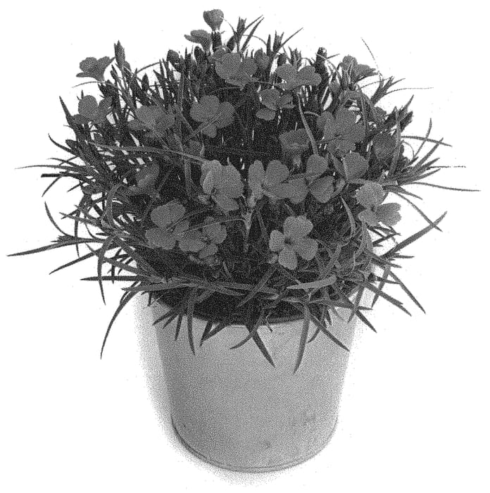 Figure 1 of US plant patent PP32444, the photograph of KLEDG19303 printed in the patent.