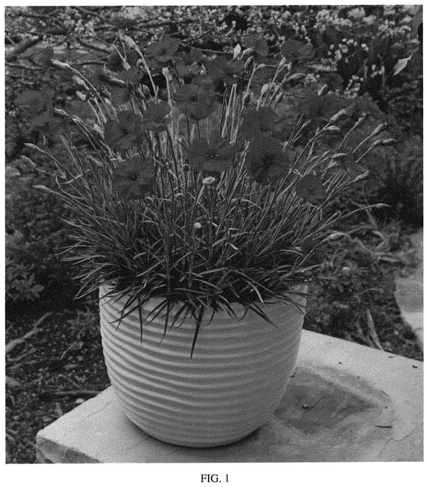 Figure 1 of US plant patent PP32445, the photograph of WP19 PIE65 printed in the patent.