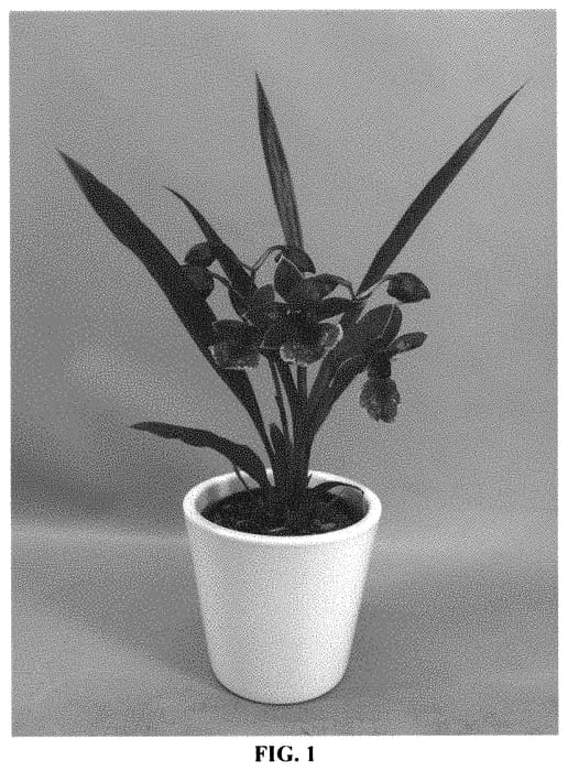 Figure 1 of US plant patent PP32446, the photograph of CAMHYLWIP printed in the patent.