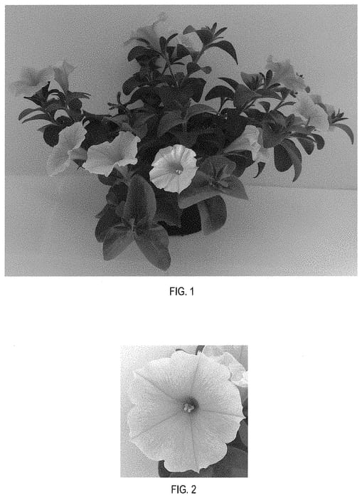 Figure 1 of US plant patent PP32448, the photograph of Balcobees printed in the patent.