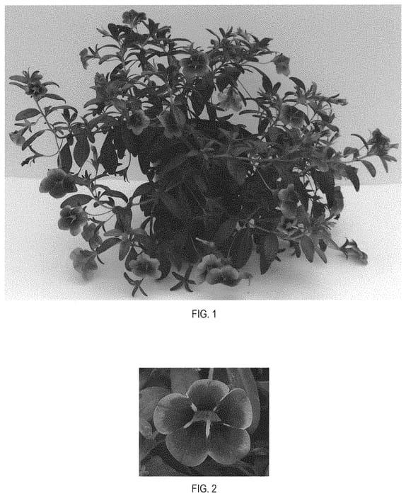 Figure 1 of US plant patent PP32449, the photograph of Balbumora printed in the patent.