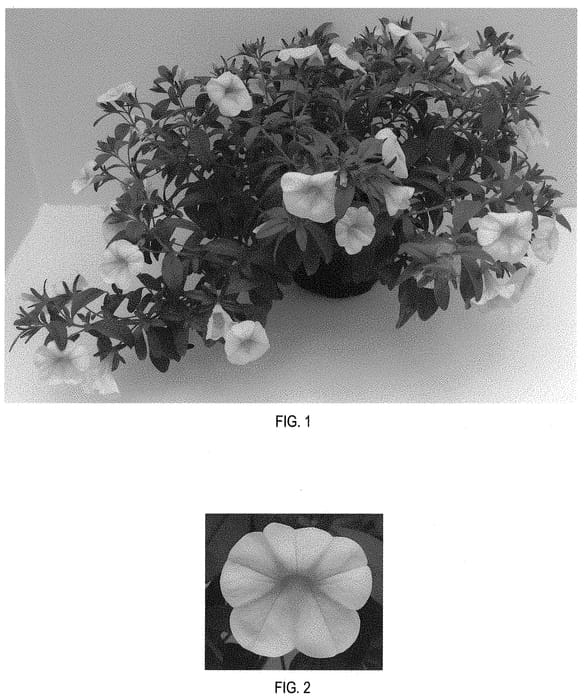 Figure 1 of US plant patent PP32450, the photograph of Balchafrem printed in the patent.