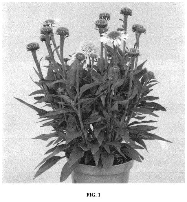 Figure 1 of US plant patent PP32451, the photograph of Noecthree printed in the patent.