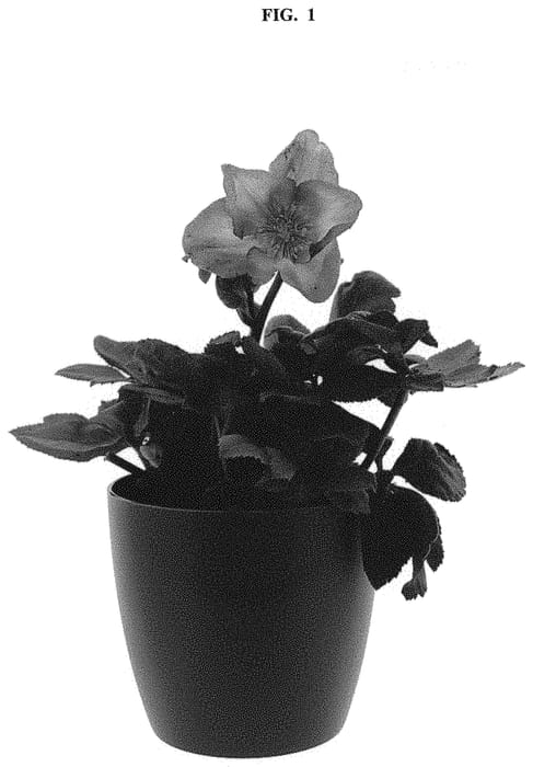 Figure 1 of US plant patent PP32452, the photograph of COSEH 5600 printed in the patent.