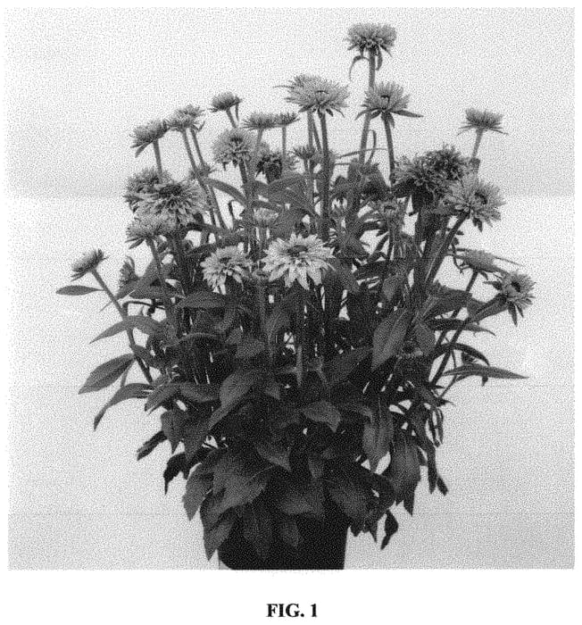 Figure 1 of US plant patent PP32453, the photograph of RUDFA538 printed in the patent.