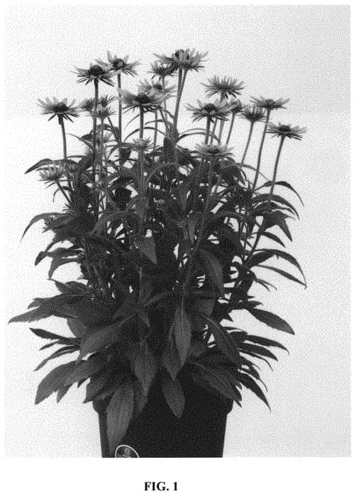 Figure 1 of US plant patent PP32454, the photograph of Rubsol printed in the patent.