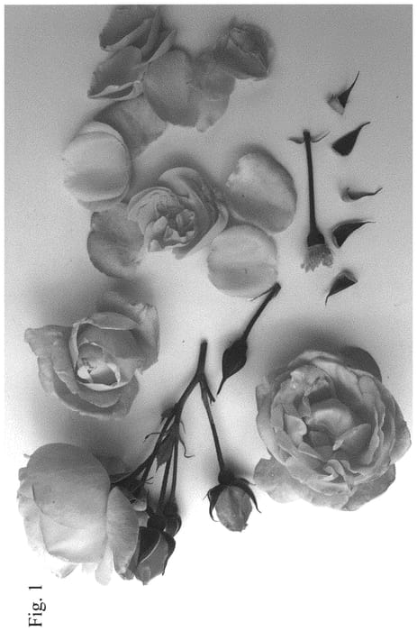 Figure 1 of US plant patent PP32455, the photograph of Poulren029 printed in the patent.