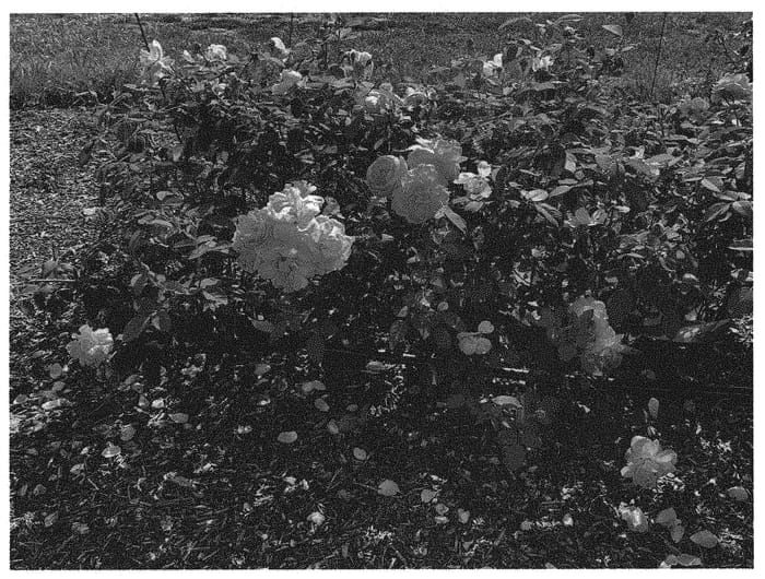Figure 1 of US plant patent PP32456, the photograph of Radbeauty printed in the patent.