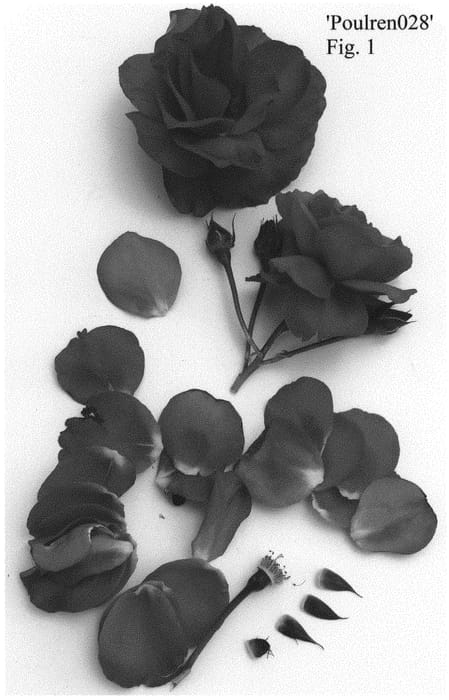 Figure 1 of US plant patent PP32457, the photograph of Poulren028 printed in the patent.
