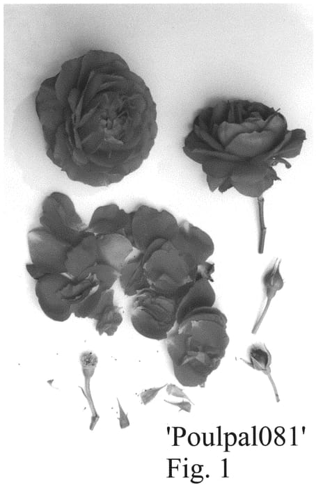 Figure 1 of US plant patent PP32458, the photograph of Poulpal081 printed in the patent.