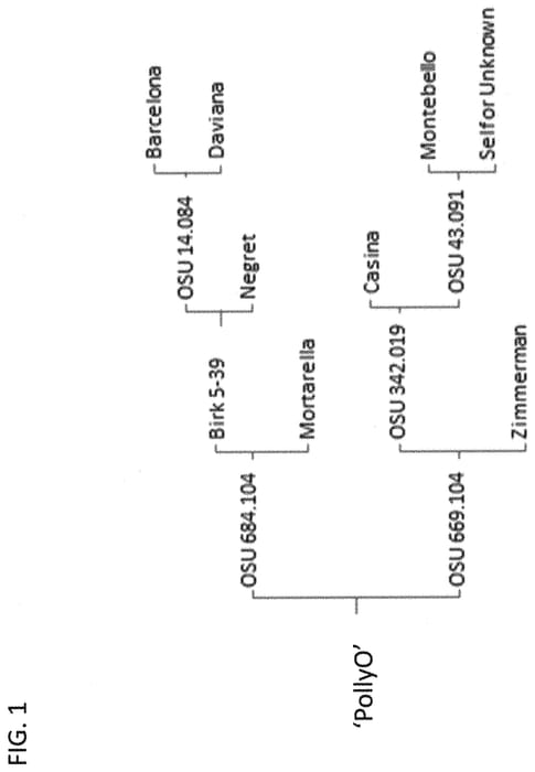 Figure 1 of US plant patent PP32459, the photograph of PollyO printed in the patent.