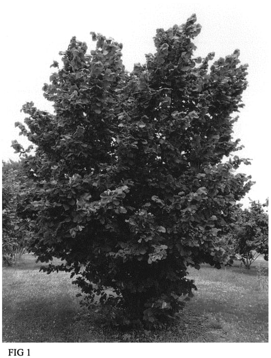 Figure 1 of US plant patent PP32460, the photograph of Raritan printed in the patent.