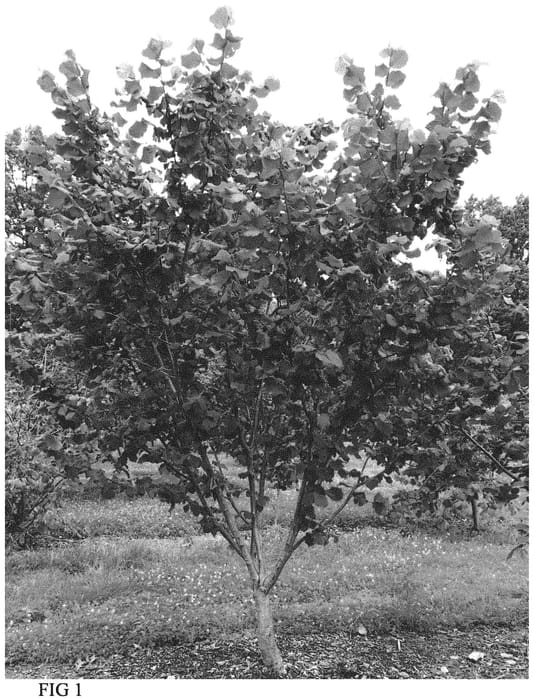 Figure 1 of US plant patent PP32461, the photograph of Hunterdon printed in the patent.
