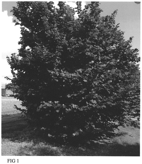 Figure 1 of US plant patent PP32462, the photograph of Monmouth printed in the patent.
