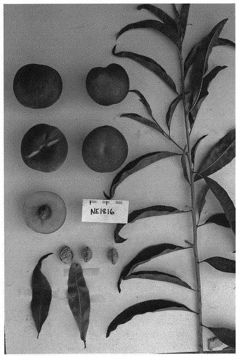 Figure 1 of US plant patent PP32463, the photograph of Sunectwentyseven printed in the patent.