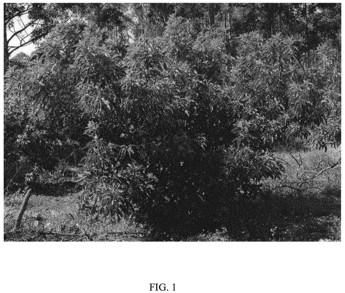 Figure 1 of US plant patent PP32464, the photograph of Merensky 5 printed in the patent.