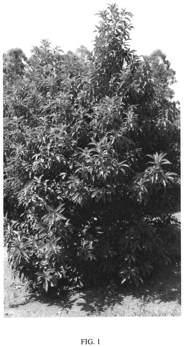 Figure 1 of US plant patent PP32465, the photograph of Merensky 6 printed in the patent.