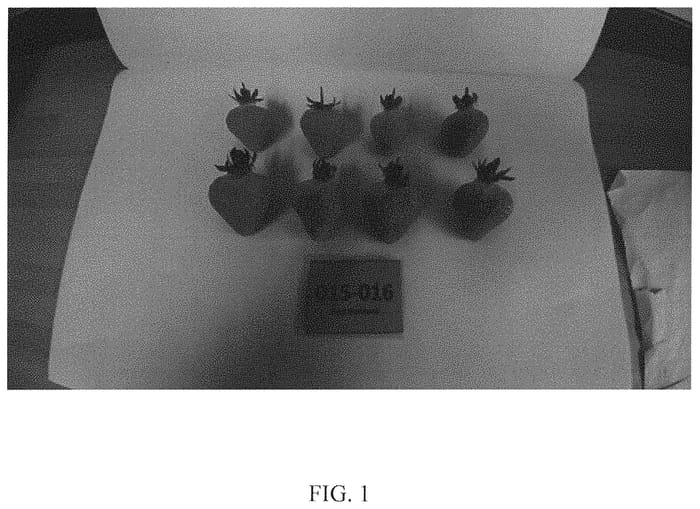 Figure 1 of US plant patent PP32466, the photograph of Lady Emma printed in the patent.