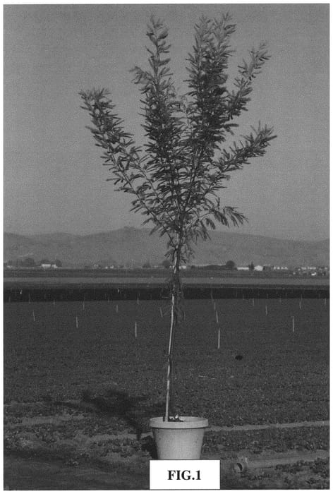 Figure 1 of US plant patent PP32467, the photograph of Mojave printed in the patent.