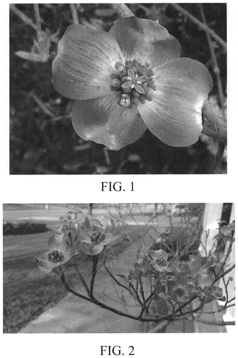 Figure 1 of US plant patent PP32468, the photograph of Erica's Appalachian Sunrise printed in the patent.