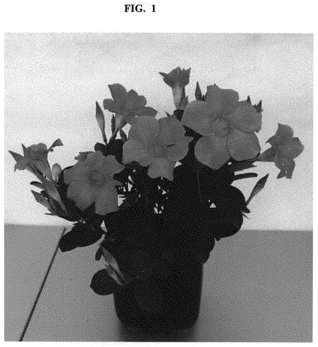 Figure 1 of US plant patent PP32469, the photograph of QD5 printed in the patent.