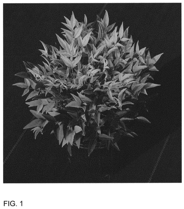 Figure 1 of US plant patent PP32470, the photograph of ZhNan102 printed in the patent.