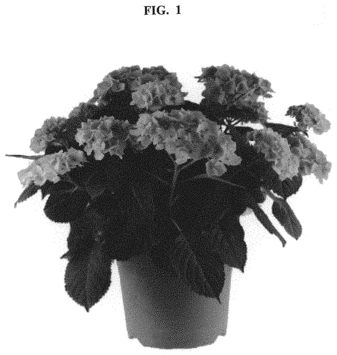 Figure 1 of US plant patent PP32471, the photograph of SCHROLL66-11-01 printed in the patent.