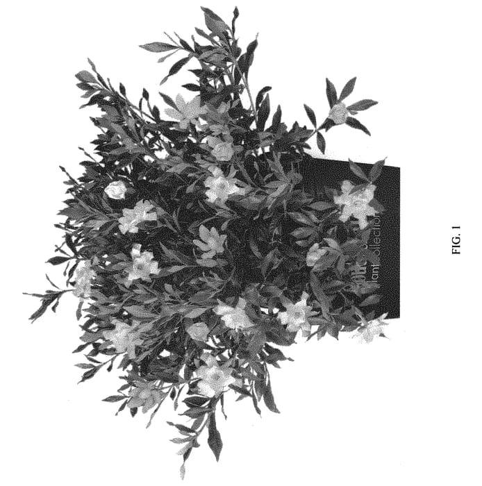 Figure 1 of US plant patent PP32472, the photograph of LEESIX printed in the patent.