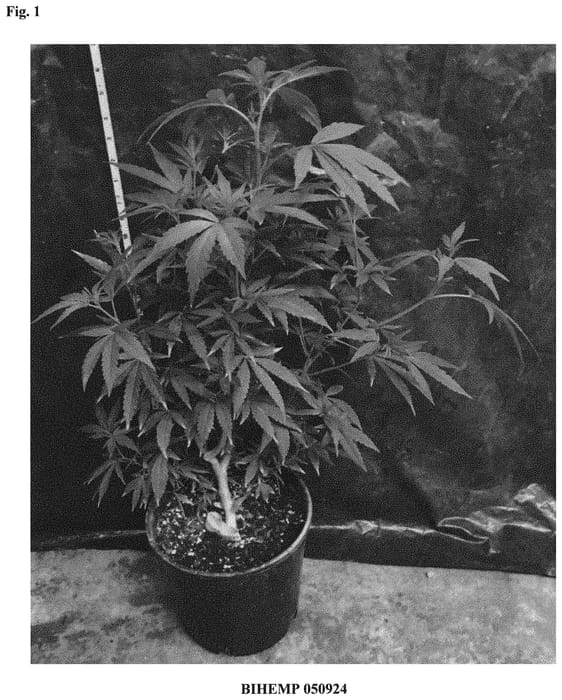 Figure 1 of US plant patent PP32473, the photograph of BIHEMP 050924 printed in the patent.