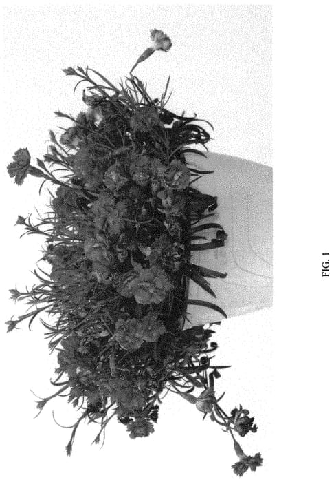 Figure 1 of US plant patent PP32474, the photograph of PG-072 printed in the patent.