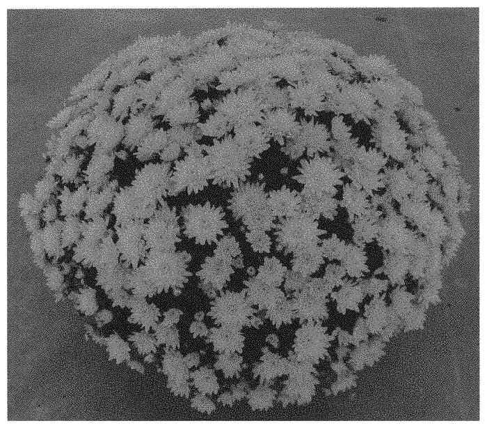 Figure 1 of US plant patent PP32475, the photograph of Zanmutrick printed in the patent.