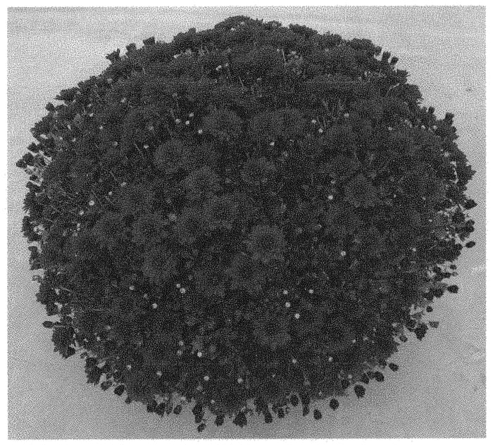 Figure 1 of US plant patent PP32476, the photograph of Zanmumamia printed in the patent.