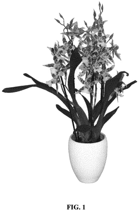 Figure 1 of US plant patent PP32477, the photograph of CAMBAMIM printed in the patent.