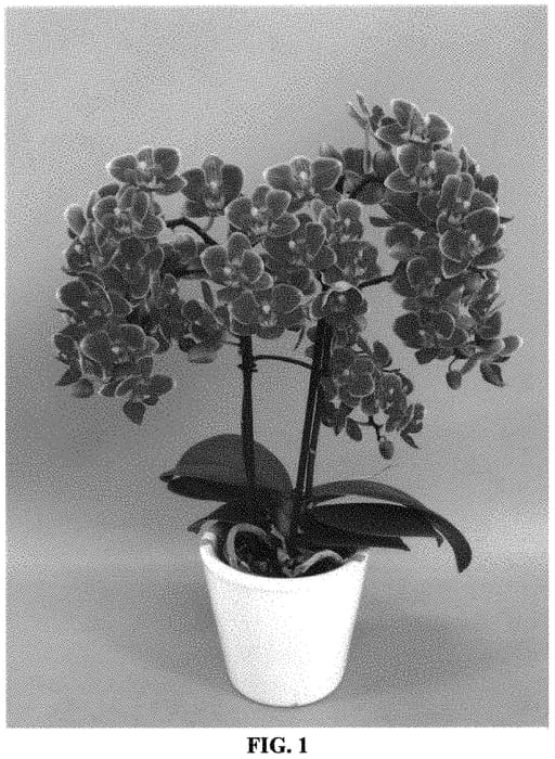 Figure 1 of US plant patent PP32478, the photograph of PHALFATYMO printed in the patent.