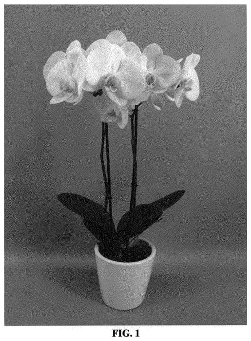 Figure 1 of US plant patent PP32479, the photograph of PHALGYQCO printed in the patent.