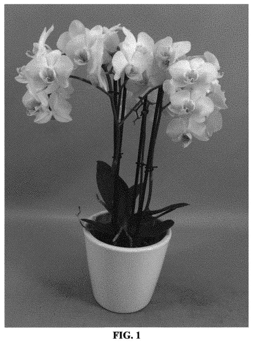 Figure 1 of US plant patent PP32480, the photograph of PHALGREKK printed in the patent.